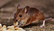 24 Hour & Emergency Exterminators in Claremore, OK